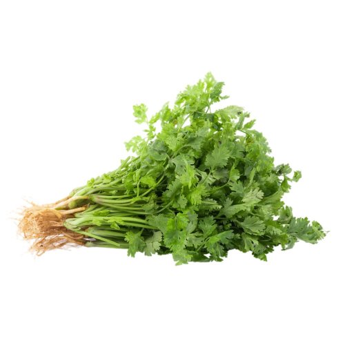 Cilantro Atado 1 und