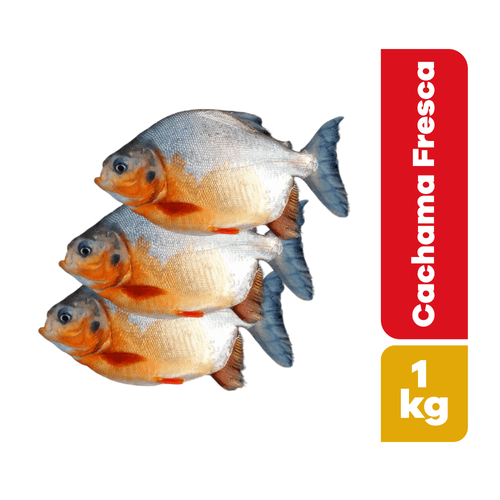 Cachama Fresca Kilo